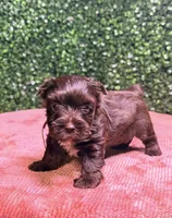 Nestle, a male Yorkshire Terrier for sale in Houston, TX – 3 of 8