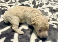 Astro, a male Poodle - Toy  for sale in Houston, TX – 2 of 4