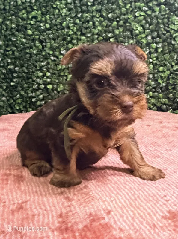 Hershey  – Yorkshire Terrier puppy for sale in Houston, TX
