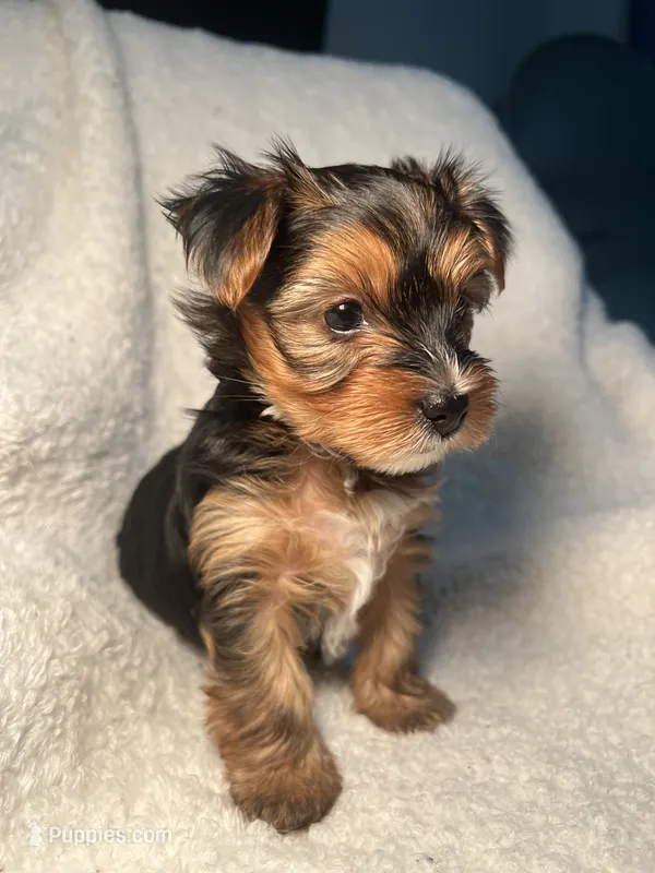 Laura Pink – Yorkshire Terrier puppy for sale in Houston, TX