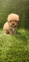 Dawn, a female Poodle - Toy  for sale in Houston, TX – Photo 7 of 10