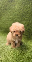 Dawn, a female Poodle - Toy  for sale in Houston, TX – Photo 9 of 10