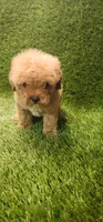 Dawn, a female Poodle - Toy  for sale in Houston, TX – Photo 3 of 10