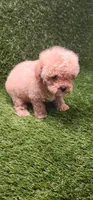 Dawn, a female Poodle - Toy  for sale in Houston, TX – Photo 4 of 10