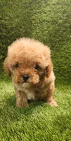 Dawn, a female Poodle - Toy  for sale in Houston, TX – Photo 6 of 10