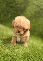 Dawn, a female Poodle - Toy  for sale in Houston, TX – Photo 2 of 10