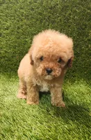 Dawn, a female Poodle - Toy  for sale in Houston, TX – Photo 5 of 10