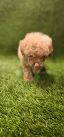 Dawn, a female Poodle - Toy  for sale in Houston, TX – Photo 10 of 10