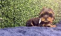 Sterling, a male Yorkshire Terrier for sale in Houston, TX – Photo 8 of 9