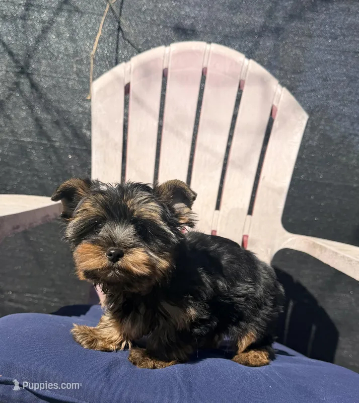 Sterling – Yorkshire Terrier puppy for sale in Houston, TX