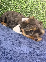 Sterling, a male Yorkshire Terrier for sale in Houston, TX – Photo 6 of 9