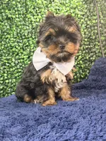 Sterling, a male Yorkshire Terrier for sale in Houston, TX – Photo 7 of 9