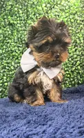 Sterling, a male Yorkshire Terrier for sale in Houston, TX – Photo 1 of 9