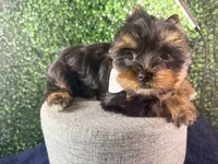 Sterling, a male Yorkshire Terrier for sale in Houston, TX – Photo 9 of 9