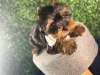 Sterling, a male Yorkshire Terrier for sale in Houston, TX – Photo 3 of 9