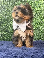 Sterling, a male Yorkshire Terrier for sale in Houston, TX – Photo 2 of 9