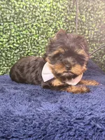 Sterling, a male Yorkshire Terrier for sale in Houston, TX – Photo 5 of 9