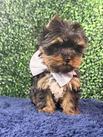 Sterling, a male Yorkshire Terrier for sale in Houston, TX – Photo 4 of 9
