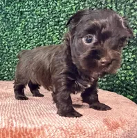 Cinnamon, a female Yorkshire Terrier for sale in Houston, TX – 1 of 9