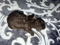 Luna, a female Poodle - Toy  for sale in Houston, TX – 5 of 9