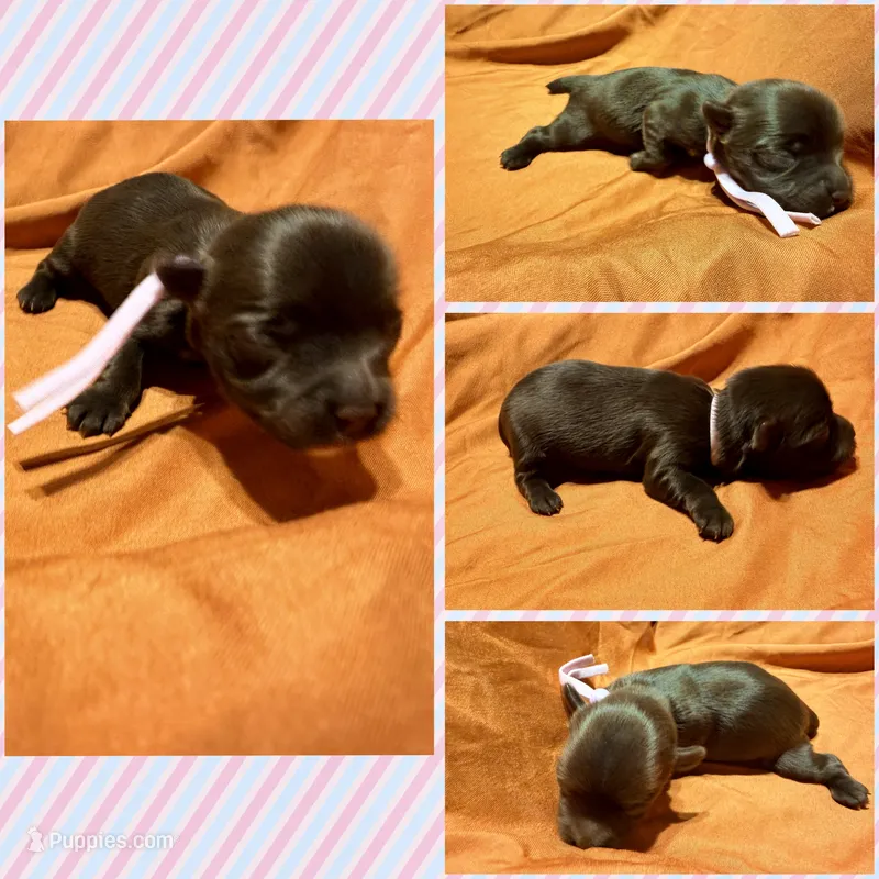 Cinnamon – Yorkshire Terrier puppy for sale in Houston, TX