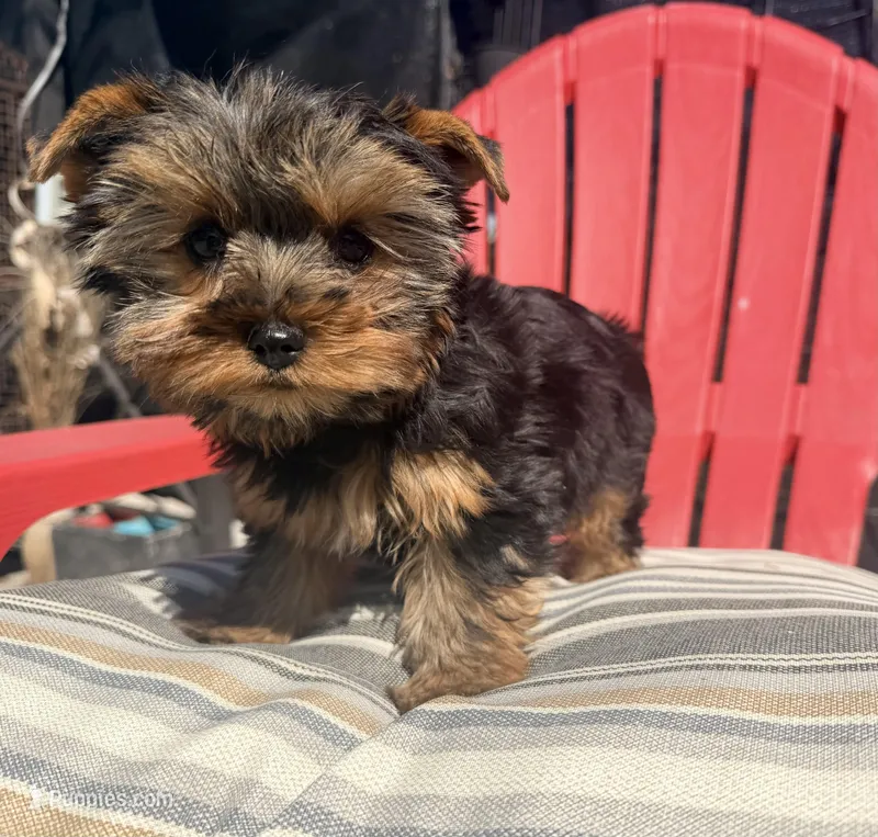 Breeze – Yorkshire Terrier puppy for sale in Houston, TX