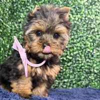 Breeze, a female Yorkshire Terrier for sale in Houston, TX – Photo 2 of 8