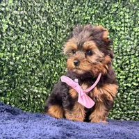 Breeze, a female Yorkshire Terrier for sale in Houston, TX – Photo 3 of 8