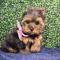 Breeze, a female Yorkshire Terrier for sale in Houston, TX – Photo 5 of 8