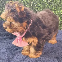 Breeze, a female Yorkshire Terrier for sale in Houston, TX – Photo 1 of 8