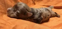Jedi, a male Yorkshire Terrier for sale in Houston, TX – 2 of 5