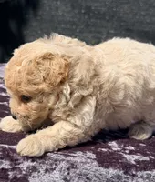 Astro, a male Poodle - Toy  for sale in Houston, TX – 5 of 9