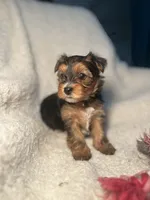 Laura Pink, a female Yorkshire Terrier for sale in Houston, TX – 2 of 4