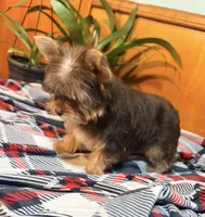 Brownie, a female Yorkshire Terrier for sale in Houston, TX – 3 of 9