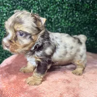 Jedi, a male Yorkshire Terrier for sale in Houston, TX – 4 of 8