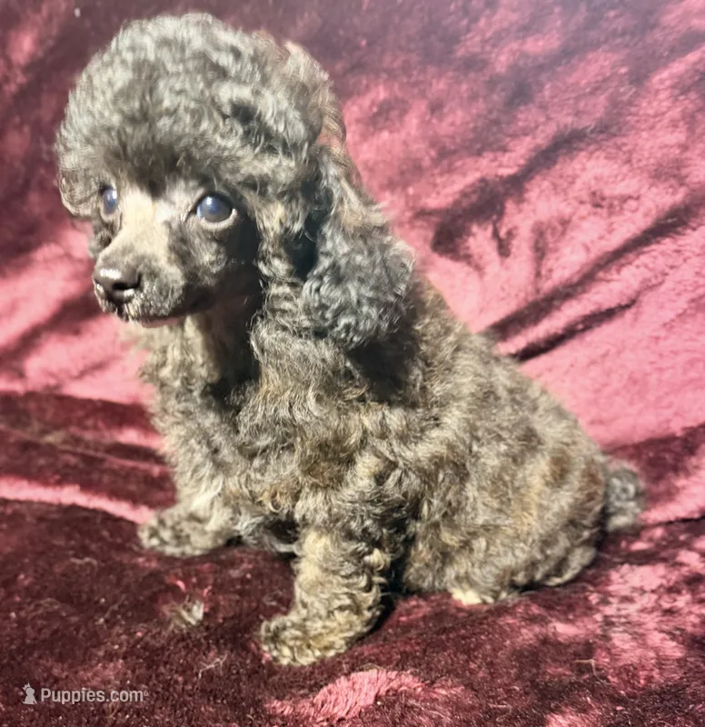 Inferno – Poodle - Toy  puppy for sale in Houston, TX