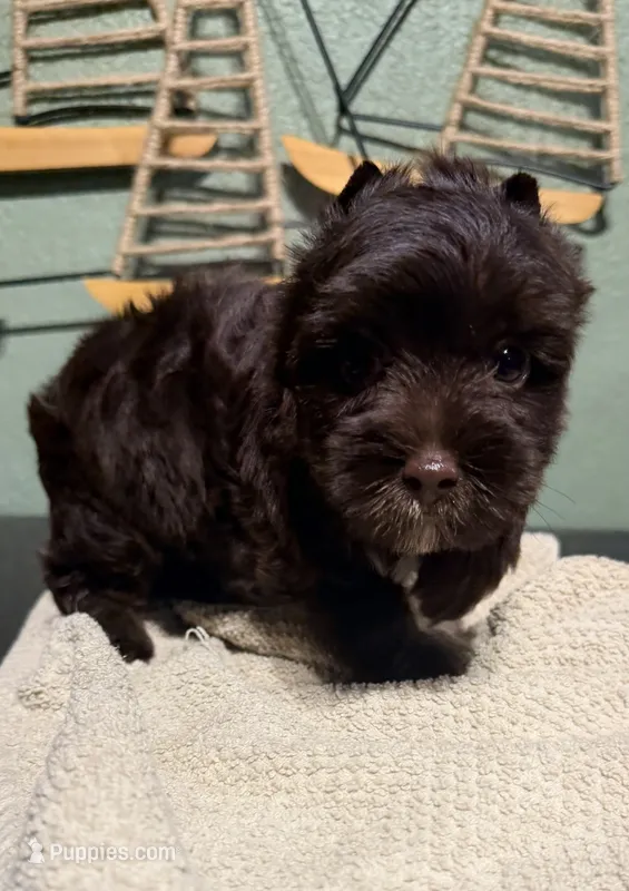 Nestle – Yorkshire Terrier puppy for sale in Houston, TX