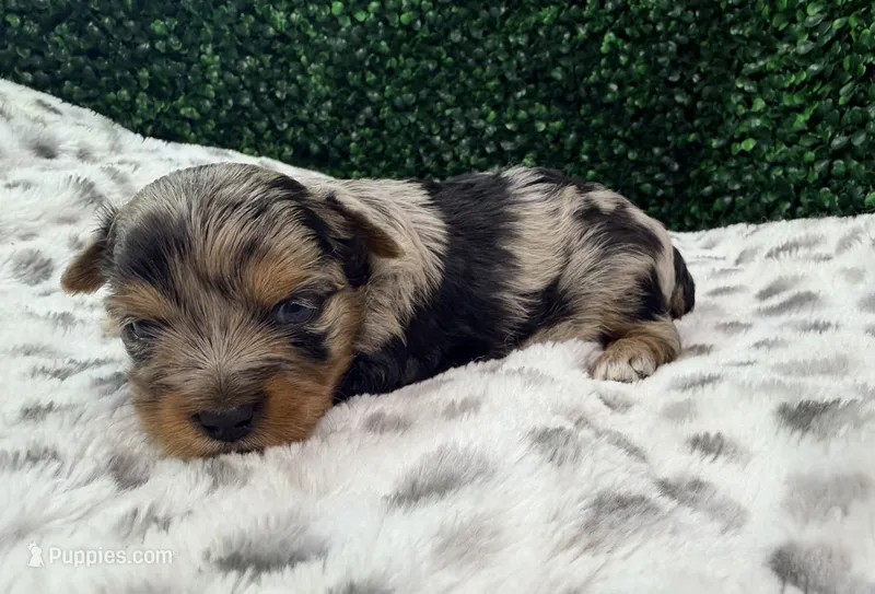 Splash – Yorkshire Terrier puppy for sale in Houston, TX