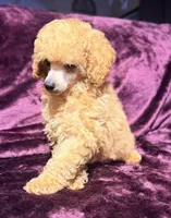 Blaze, a male Poodle - Toy  for sale in Houston, TX – 5 of 10