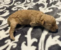 Cosmo, a male Poodle - Toy  for sale in Houston, TX – 5 of 8