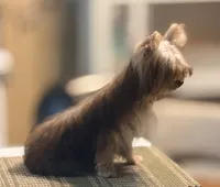 S’more, a female Yorkshire Terrier for sale in Houston, TX – 6 of 7
