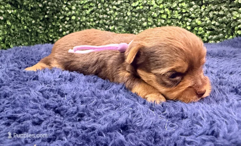 Hershey – Yorkshire Terrier puppy for sale in Houston, TX