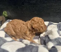 Blaze, a male Poodle - Toy  for sale in Houston, TX – Photo 2 of 5