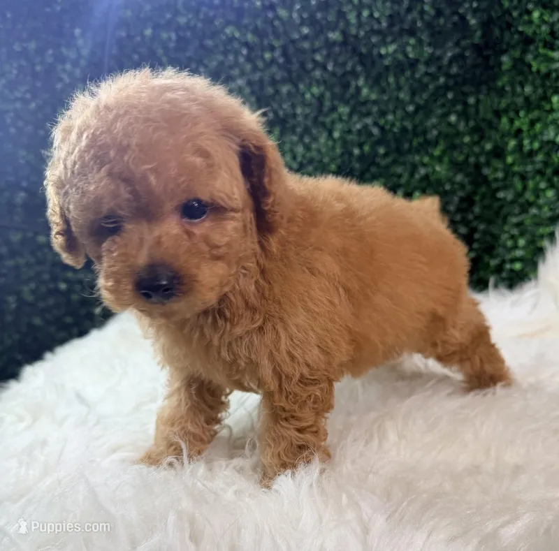 Blaze – Poodle - Toy  puppy for sale in Houston, TX