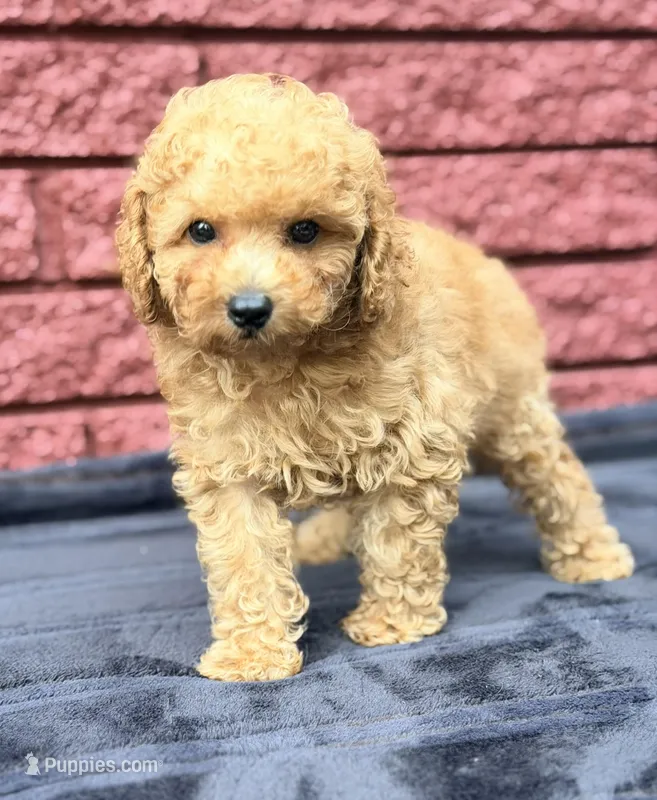 Blaze – Poodle - Toy  puppy for sale in Houston, TX