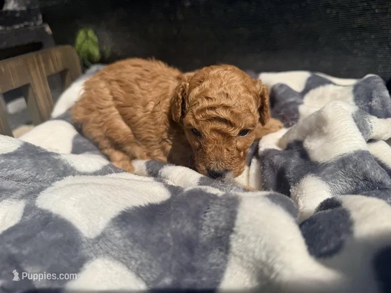 Blaze – Poodle - Toy  puppy for sale in Houston, TX