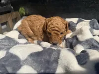 Blaze, a male Poodle - Toy  for sale in Houston, TX – Photo 1 of 5