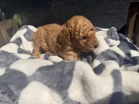 Blaze, a male Poodle - Toy  for sale in Houston, TX – Photo 5 of 5