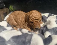 Blaze, a male Poodle - Toy  for sale in Houston, TX – Photo 4 of 5