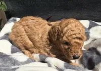 Blaze, a male Poodle - Toy  for sale in Houston, TX – Photo 3 of 5